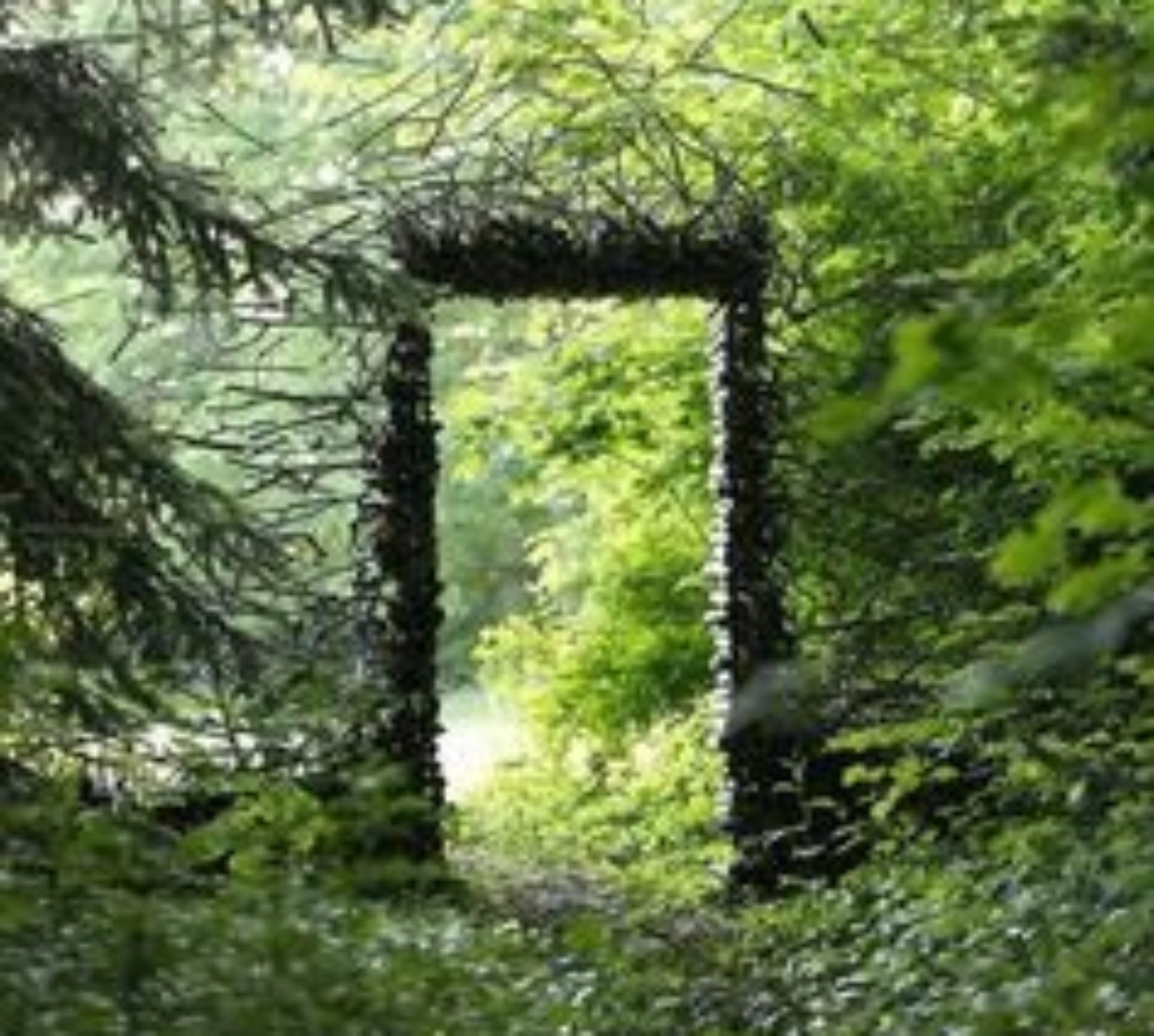 Porte naturel dans la forêt